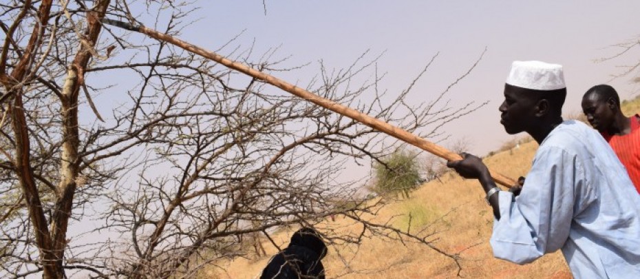 Gum belt Workshop, El-Obeid-North Kordofan  State , February 7-8, 2019