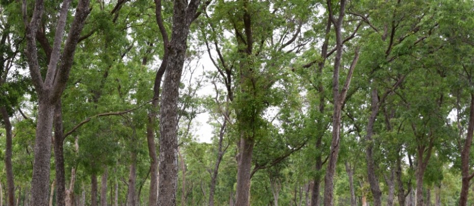 Awareness campaign on REDD+ at south kordfan