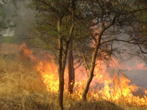 Workshop on Wildfire Management and Monitoring in Sudan October, 30, 2018